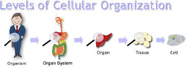We did not find results for: Unit 1 Human Cells Levels Of Organisation San Francisco De Paula Science Department