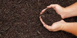 If underground termites (subterranean) appear in your vegetable garden, you may want to understand how without harming. Termites In Garden What To Do When The Pest Invades Your Yard
