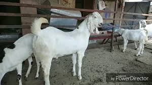 Give kids colostrum within 1 hour of birth. Sojat Goats Full Information Youtube