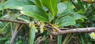 Image result for Aphloia theiformis