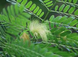 Image result for Albizia lebbeck
