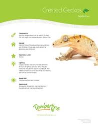 Caring For Crested Geckos Timberline