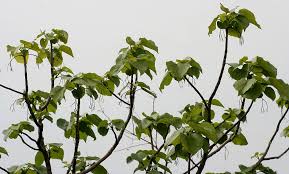 Image result for Gyrocarpus