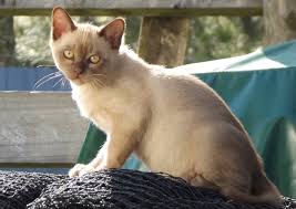 There is now an experimental programme in nz to breed russet burmese and to investigate dilute russet, russet tabby and solid russet (as. Home Zuriel