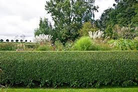 Maybe you would like to learn more about one of these? Best Fertilizer For Texas Privet Cromalinsupport