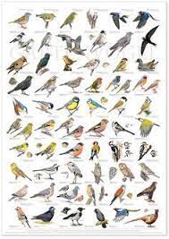 e mail roel palmaers outlook pet birds animals bird poster