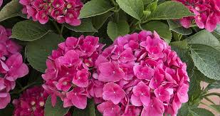 Maybe you would like to learn more about one of these? 10 Things Hydrangea Lovers Should Know