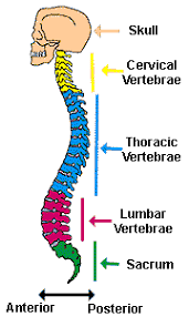 If you've ever hurt your back or have other health conditions, such as osteoporosis, consult your doctor before doing these exercises. Neuroscience For Kids Spinal Cord