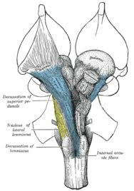Reticular Activating System Wikipedia Republished Wiki 2