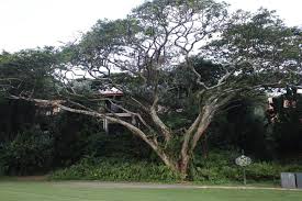 Image result for Albizia adianthifolia × gummifera