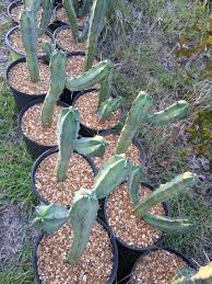 Image result for Myrtillocactus geometrizans