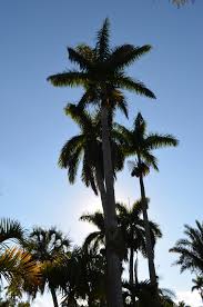 Image result for Roystonea oleracea