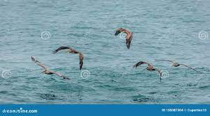 Pelicants stock photo. Image of seabird, animal, ocean - 158387304
