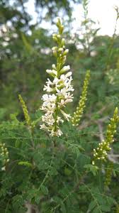 Image result for Euphorbia eylesii