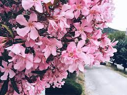 What should you do if your dog eats something that he shouldn't? Oleander Toxicity In Dogs And Cats Firstvet