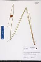 Image result for Schoenoplectus muriculatus