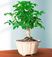 Gardenia bonsai are one of the most loved and challenging plants in the bonsai world. Hawaiian Umbrella Tree 1800flowers Com 18765