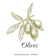 Olives Sketch Vector Green Olive Branch Design For For Oil Label Healthy Vegetarian Food Menu Symbol Of Ita Symboles Italiens Branche D Arbre Illustrations