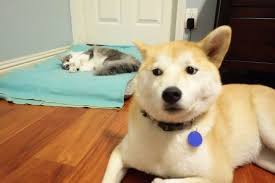 24 Funny Photos Of Dogs Reacting To The Moment Cats Took Over Their Beds Funny Animals Funny Cats Dog Cat