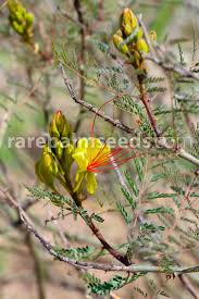 Image result for Erythrostemon