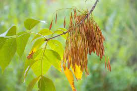 We did not find results for: Green Ash Tree Facts Identification And Management