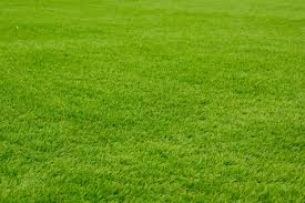 The coated seeds retain six times more water than uncoated seeds, gradually releasing water back to the plant during the establishment phase. PoliÈ›ist Cardinal Proiect Blend Bermuda Salbsilverstar Com