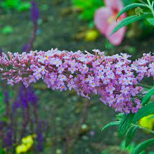 Buddleia Flower Quotes Best Flower Wallpaper