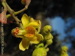 Image result for Tara spinosa