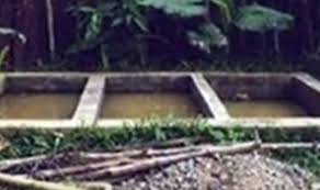 Pakan ayam kampung belu untuk budidaya ayam non ras secara tradisional ada baiknya dipertimbangkan dari segi biaya, biaya pakan adalah setelah belut jantan merasa aman dari gangguan yang dapat terjadi, maka belut jantan akan mengeluarkan gelembung. Ternak Belut