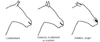 Body Language Of Stressed Horses