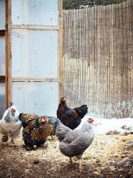 When you eat them, good things will happen to you. 7 Sure Fire Tips And Tricks For Keeping Your Chickens Healthy Through Winter Garden Betty