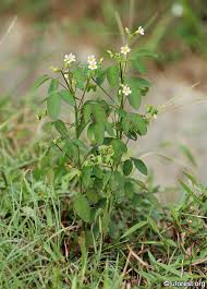 Image result for Oxalis barrelieri
