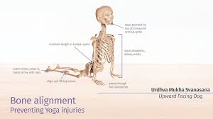 Bone Alignment Preventing Yoga Injuries Ekhart Yoga Upward Facing Dog Yoga Upward Dog