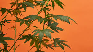 Maybe you would like to learn more about one of these? How To Grow Weed Indoors Without Grow Lights Weedmaps