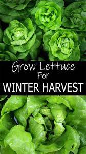 Grow Lettuce For Winter Harvest Growing Lettuce Lettuce How To Grow Lemon