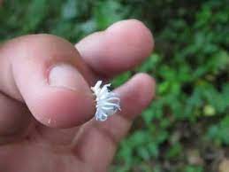 Maybe you would like to learn more about one of these? Fluffy White Bug Youtube