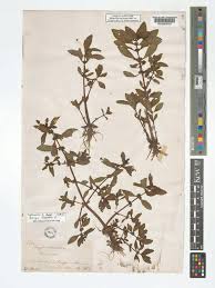 Image result for Bergia capensis