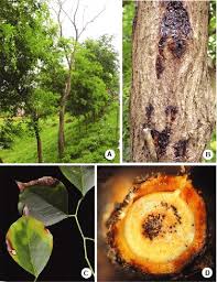 Image result for Dalbergia sissoo