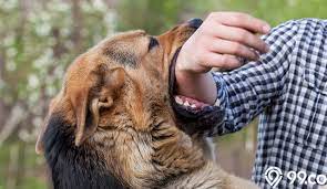 Maybe you would like to learn more about one of these? Mimpi Digigit Anjing Awas Bisa Jadi Pertanda Pengkhianatan