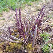 Hop shoots with cones and leaves. Stocks Farm A Twitter In The Midst Of All The Chaos It S Officially The First Day Of Spring Searching Our Hop Yards We Ve Spotted These Hop Shoots Which Means That Another Growing