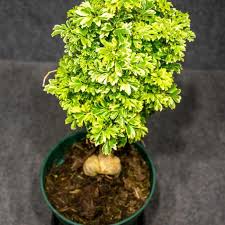 Image result for Polyscias