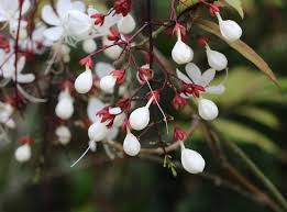 Image result for Clerodendrum toxicarium