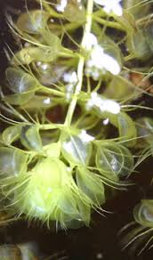 Image result for Aldrovanda vesiculosa