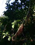 Image result for Scepocarpus