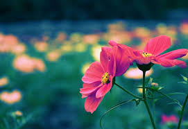 Beautiful images of flowers and nature Cute Natural Wallpaper Flower Images