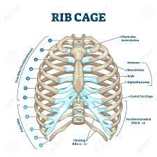 The thoracic cage consists of the 12 thoracic vertebrae, the associated intervertebral discs, 12 pairs of ribs with their costal cartilages, and the sternum. Rib Cage Anatomy Labeled Vector Illustration Diagram Medical Royalty Free Cliparts Vectors And Stock Illustration Image 141113410