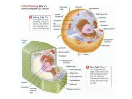 We did not find results for: Question Of The Day Why Would Plant And Animal Cells Have Some Similarities And Some Differences Hmmm Think About The Differences In Each Organisms Ppt Download