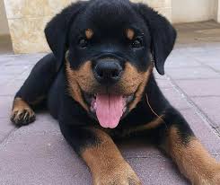 Email or call for more information.… Rottweiler Puppies Happydoggo
