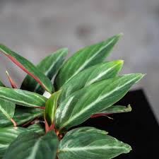 Image result for stromanthe