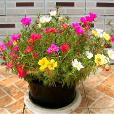 Le piantine di portulaca oleracea acquistate o ottenute dalla germinazione dei semi in semenzaio protett. Pin On Gardens